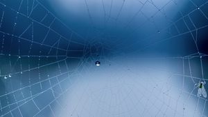 Preview wallpaper spider web, close-up, drops