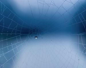 Preview wallpaper spider web, close-up, drops