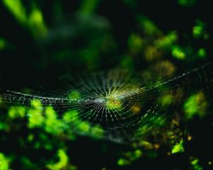Preview wallpaper spider web, cobweb, spider, macro, close up