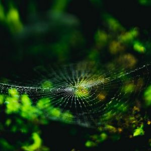 Preview wallpaper spider web, cobweb, spider, macro, close up