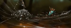 Preview wallpaper spider, web, dandelion seeds