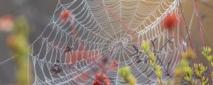 Preview wallpaper spider web, dew, wet, macro