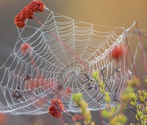 Preview wallpaper spider web, dew, wet, macro