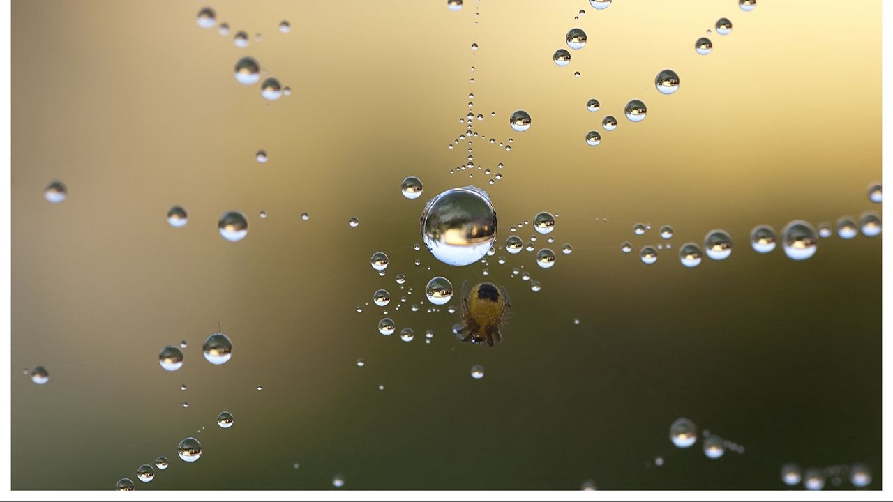 Wallpaper spider, web, drops, dew