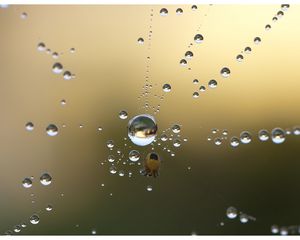 Preview wallpaper spider, web, drops, dew