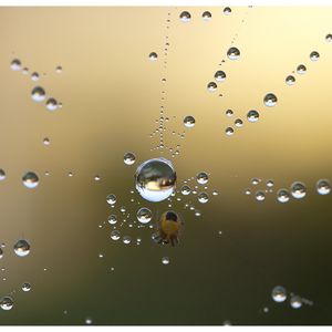 Preview wallpaper spider, web, drops, dew