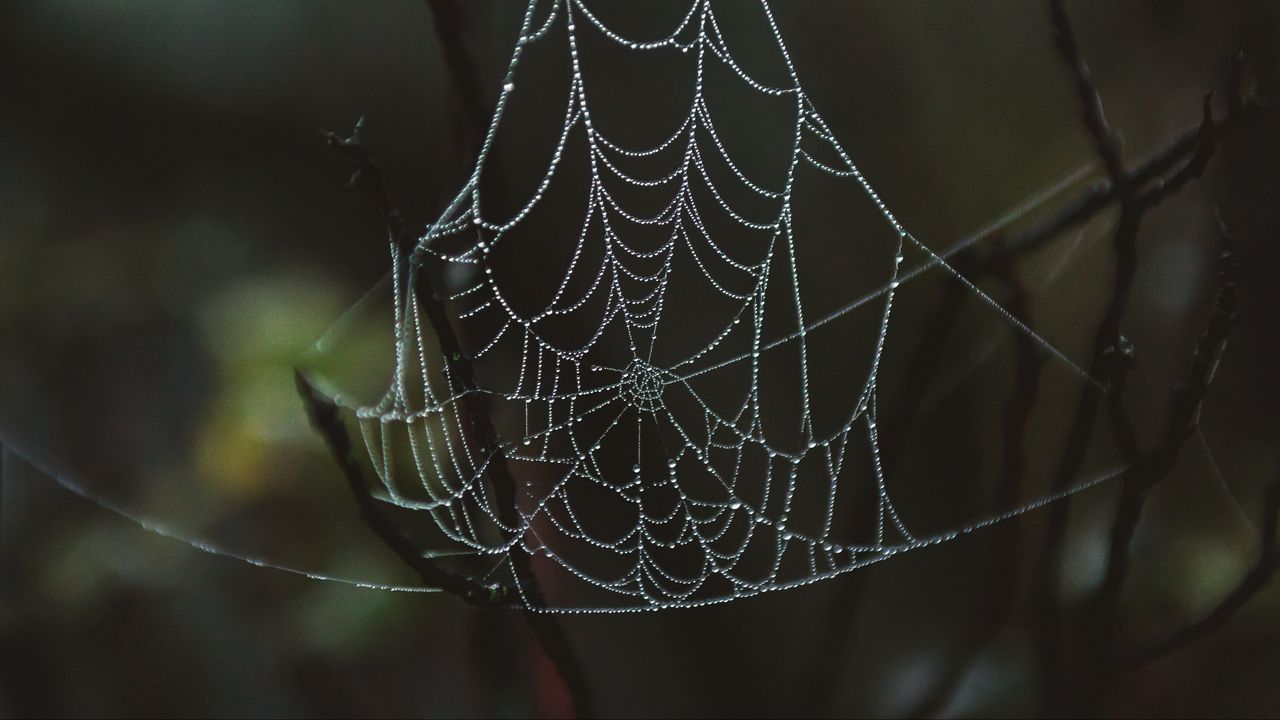 Wallpaper spider web, drops, close-up
