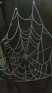 Preview wallpaper spider web, drops, close-up