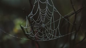 Preview wallpaper spider web, drops, close-up