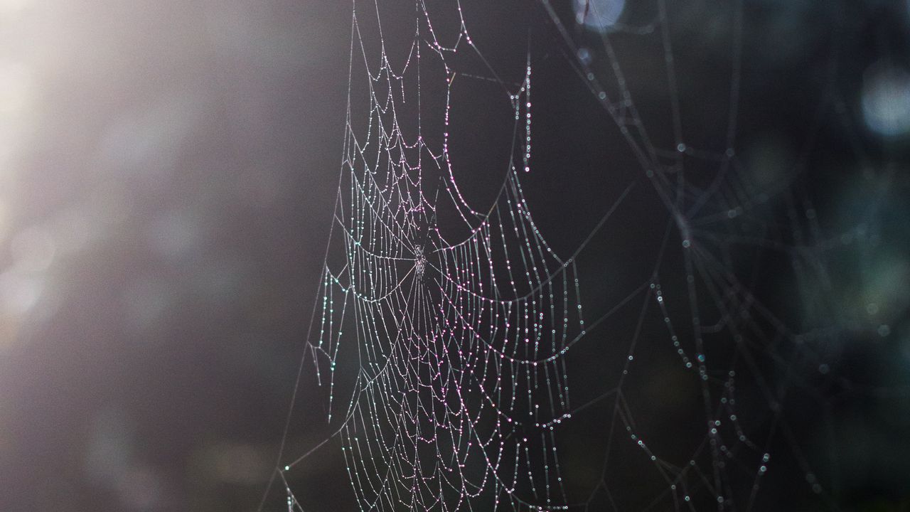 Wallpaper spider web, drops, dew, macro