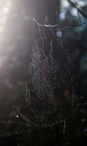 Preview wallpaper spider web, drops, dew, macro