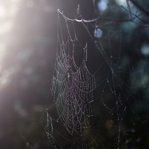 Preview wallpaper spider web, drops, dew, macro