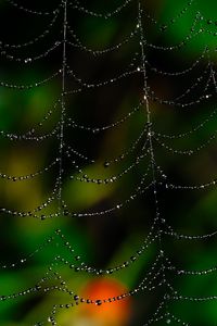 Preview wallpaper spider web, drops, macro, blur