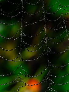 Preview wallpaper spider web, drops, macro, blur