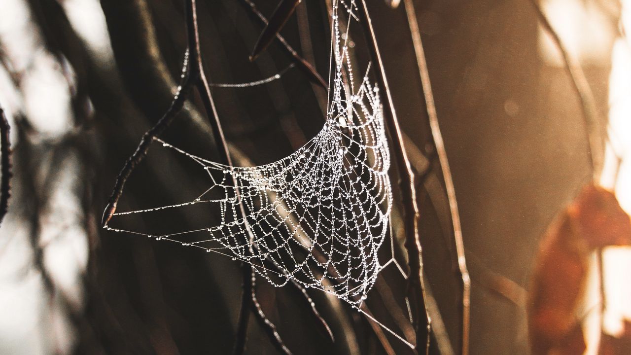 Wallpaper spider web, drops, plexus, branches