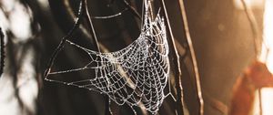 Preview wallpaper spider web, drops, plexus, branches