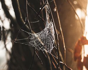 Preview wallpaper spider web, drops, plexus, branches