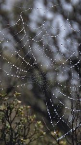 Preview wallpaper spider web, drops, rain, macro
