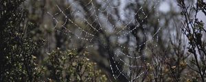 Preview wallpaper spider web, drops, rain, macro