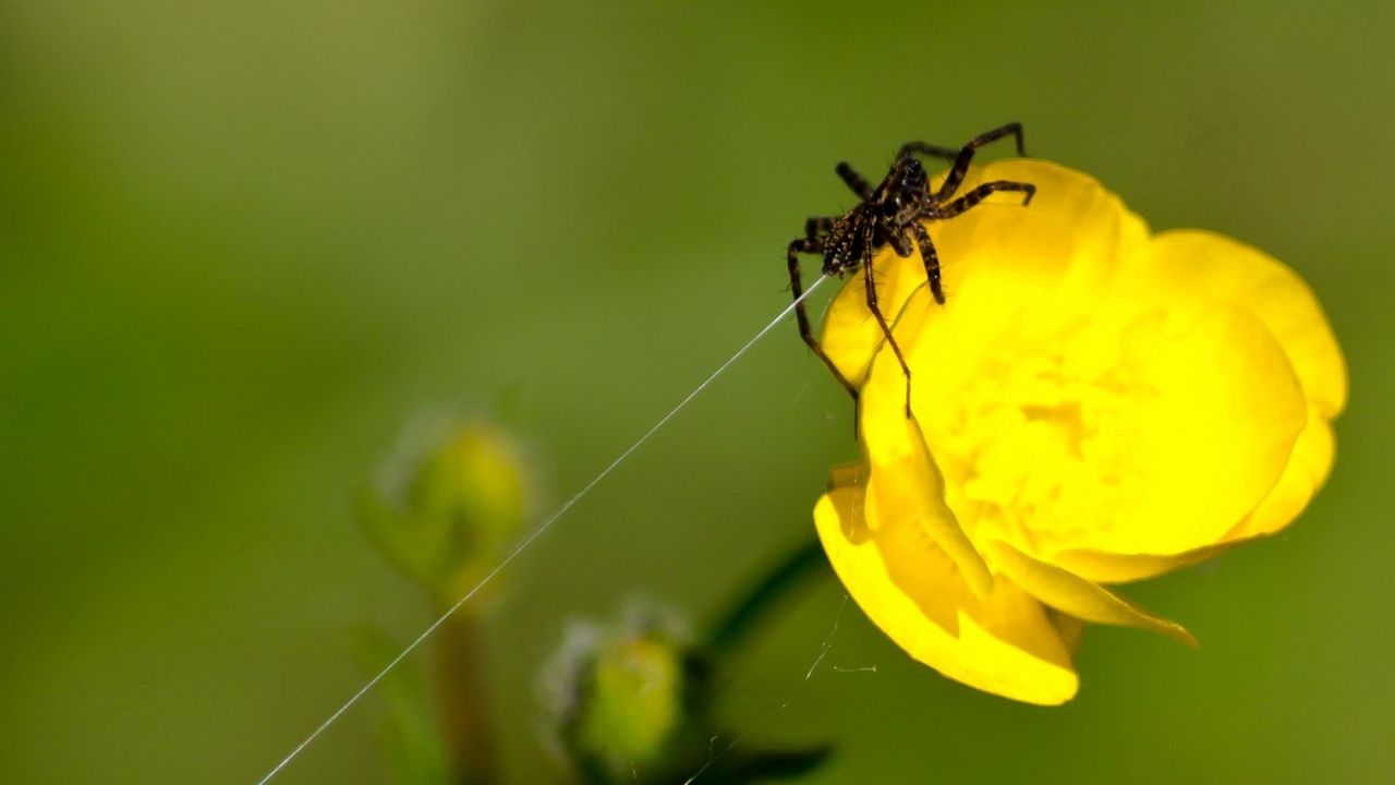 Wallpaper spider, web, flower