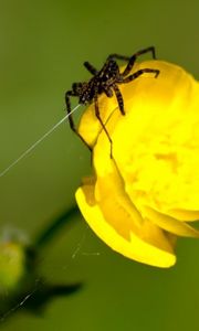 Preview wallpaper spider, web, flower