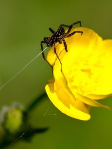 Preview wallpaper spider, web, flower