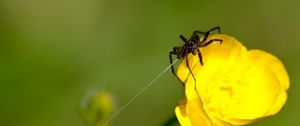 Preview wallpaper spider, web, flower