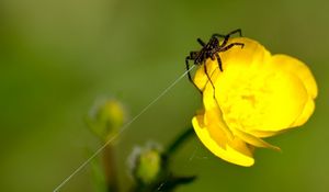 Preview wallpaper spider, web, flower