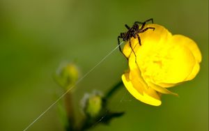 Preview wallpaper spider, web, flower