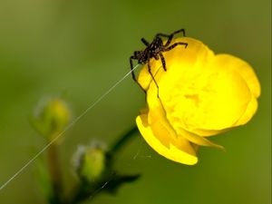 Preview wallpaper spider, web, flower