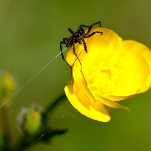 Preview wallpaper spider, web, flower