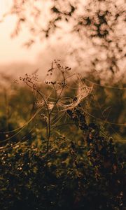 Preview wallpaper spider web, flower, plant, blur, grass