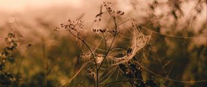 Preview wallpaper spider web, flower, plant, blur, grass