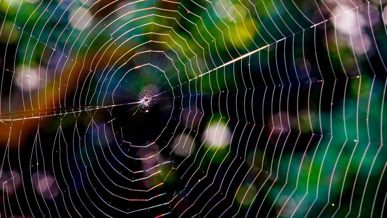 spider web. braided. glare. network. 