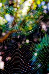 Preview wallpaper spider web, glare, network, braided