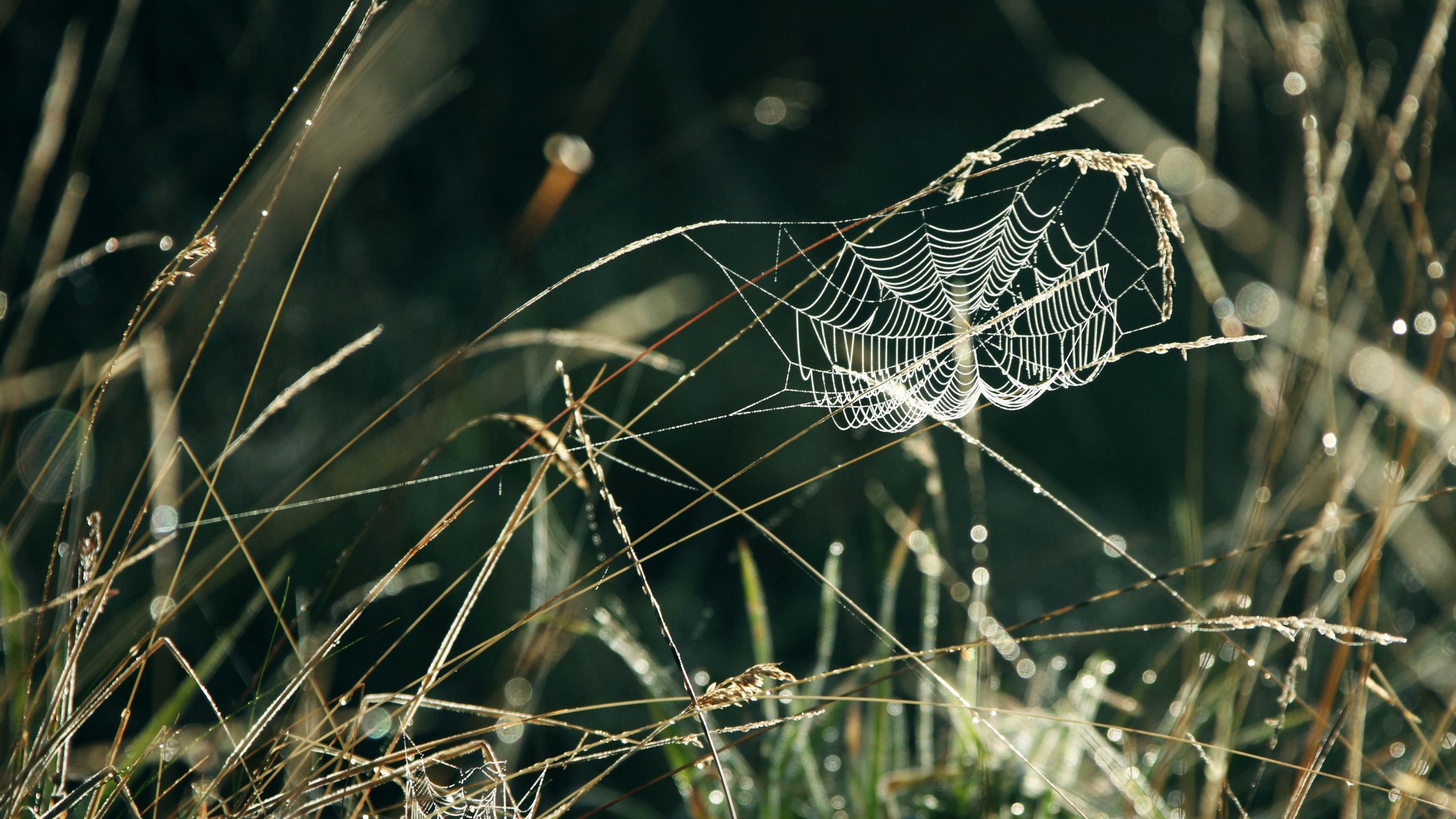 spider web wallpaper dew