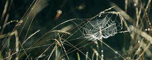 Preview wallpaper spider web, grass, drops, dew