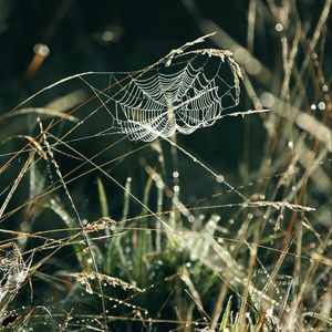 Preview wallpaper spider web, grass, drops, dew