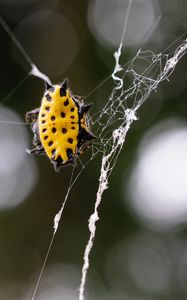 Preview wallpaper spider, web, insect, close-up
