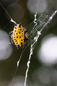 Preview wallpaper spider, web, insect, close-up