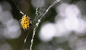 Preview wallpaper spider, web, insect, close-up