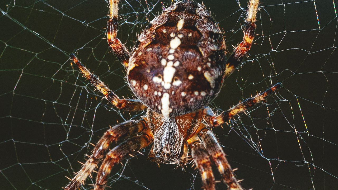 Wallpaper spider, web, insect, paws