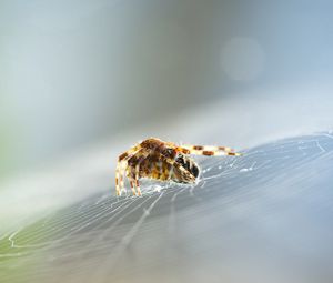 Preview wallpaper spider, web, insect