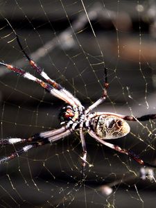 Preview wallpaper spider, web, insect