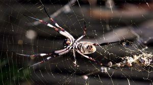 Preview wallpaper spider, web, insect
