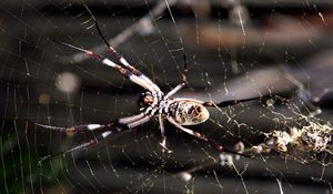 Preview wallpaper spider, web, insect