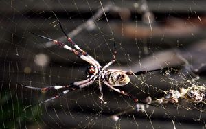 Preview wallpaper spider, web, insect