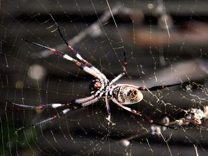 Preview wallpaper spider, web, insect