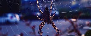 Preview wallpaper spider, web, insect