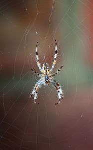 Preview wallpaper spider, web, macro, close-up